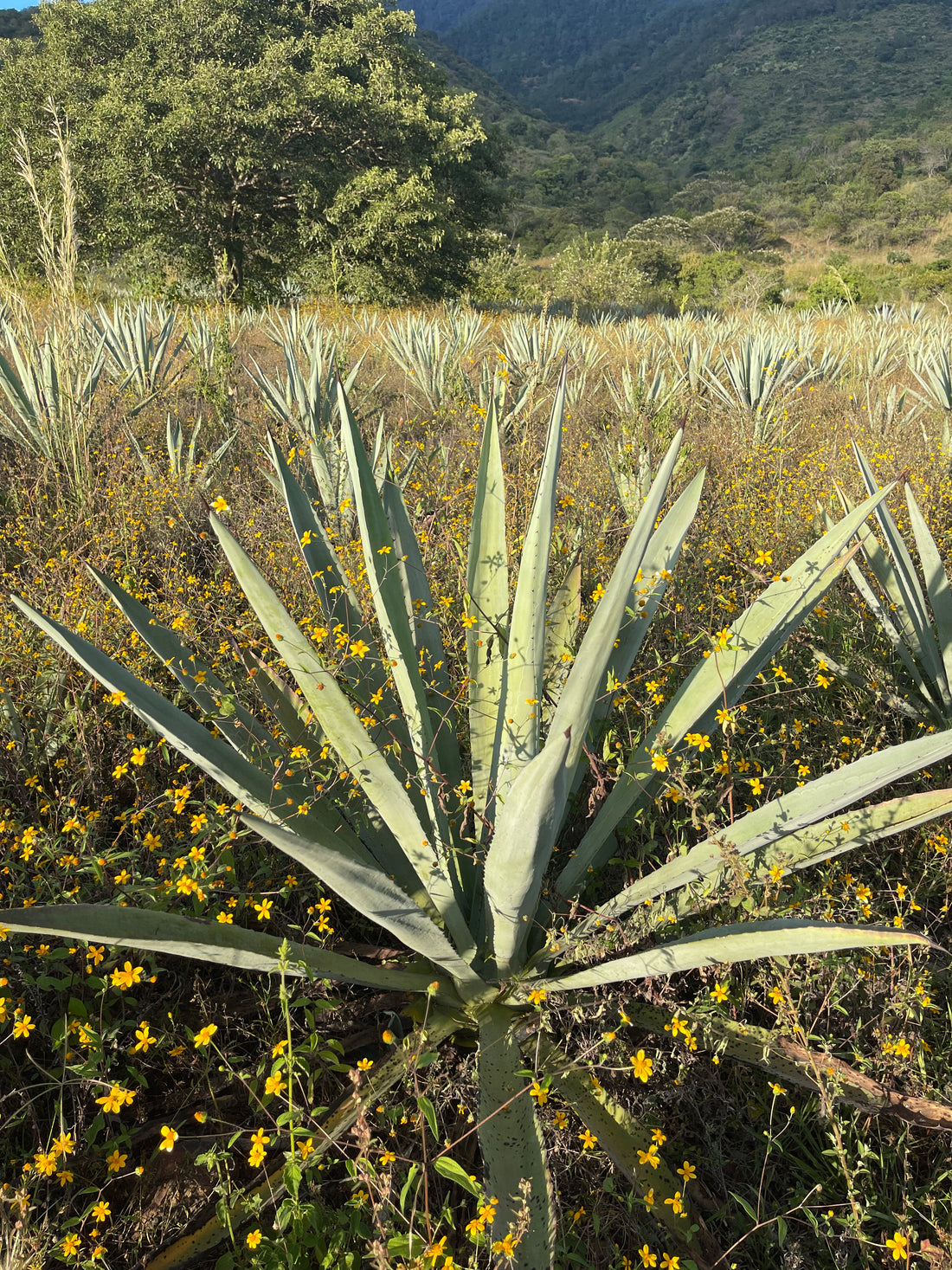 La Historia de Mago Ermitaño Mezcal y las Tradiciones de Oaxaca